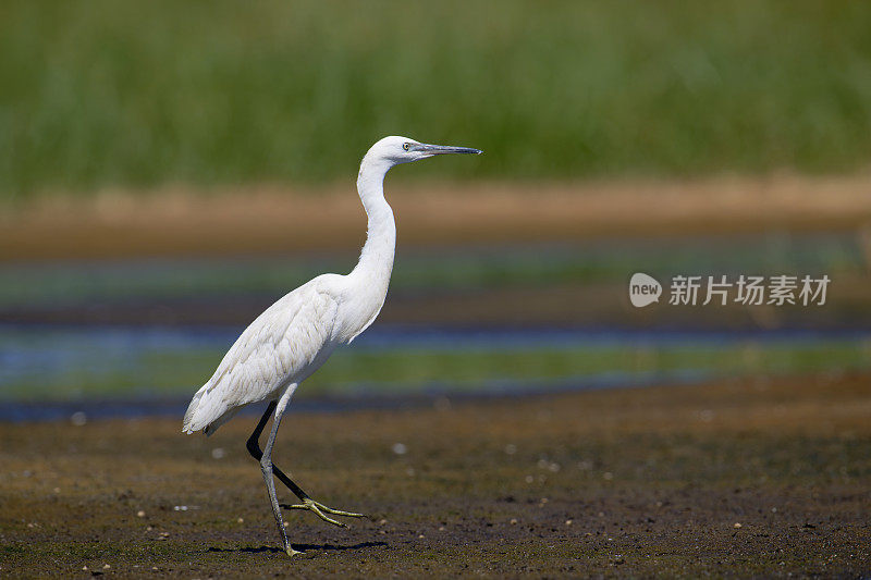 小白鹭(Egretta garzetta)